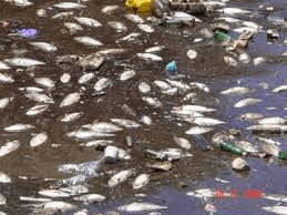 contaminacion marina 3