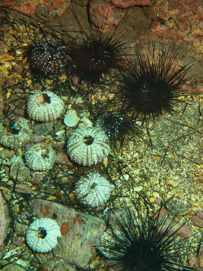 mortalidad del diadema